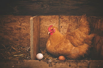 brown hen, white egg, nest, rustic wooden barn, close-up, two eggs, farm animal, chicken coop, rural scene, animal photography, barn interior