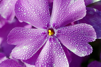 fialový květ, detail, kapky rosy, živé barvy, Jemné detaily, fialové okvětní lístky, květinové fotografie, fotografování přírody, Květinový obraz, ranní rosa, makro fotografie