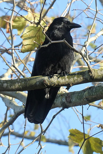 chew, crow, feathers, plumage, tree, branches, nature, fauna, animal, bird, crowish
