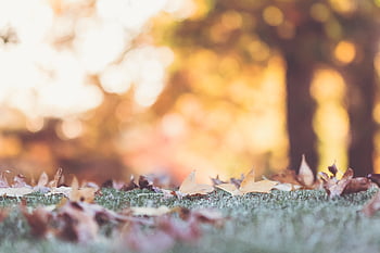 vallen, herfst, bokeh, achtergrond, behang, grond, natuur, buitenshuis, bomen, seizoen, zonlicht