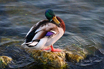 pták, kachna, ornitologie, druh, fauna, ptačí, zvíře, zobák, volně žijících živočichů, divoká kachna, řeky