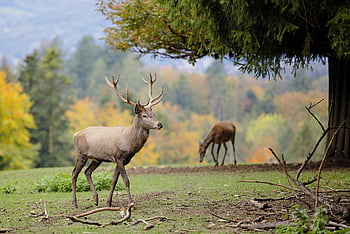 deer, animal, nature, cervidae, antlers, ruminant, mammal, wildlife, fauna, wilderness, forest