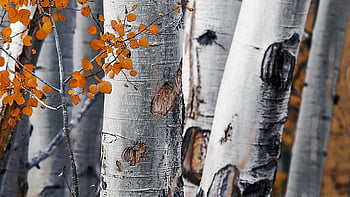 bouleaux, des arbres, forêt, tronc, écorce, les bois, des bois, région sauvage, la nature, fermer