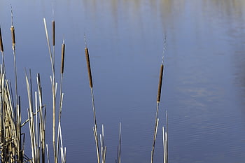 ワイルドフラワー、 メース、 ガマ、 水生植物を急ぐ、 作物、 フローラ、 工場、 牧草地、 緑、 植物学、 自然