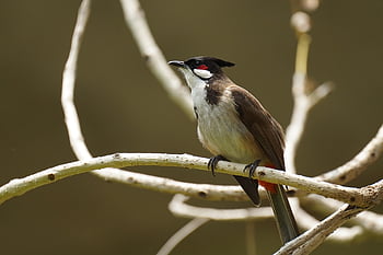 鳥、 赤髭のヒヨドリ、 紋付きのヒヨドリ、 ピクノノトスジョコサス、 動物、 森林、 春、 中国、 野生動物、 自然