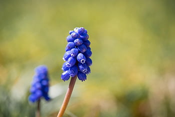 flower, grape Hyacinth, blue, spring Flower, flower Background, flower Wallpaper, beautiful Flowers, garden, spring, nature