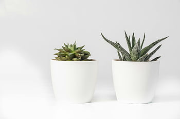 Aloe Vera, pianta succulenta, vaso in ceramica bianca, pentole bianche minimaliste, sfondo bianco, display elegante, piante d'appartamento, arredamento più verde, Home decor, piccole piante, vasi bianchi