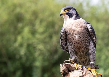 falcon, bird, raptor, animal, wildlife, birds Of Prey, feathers, falconer, nature, falconry, plumage