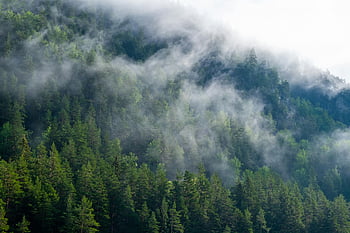 green trees, foggy day, misty forest, evergreen forest, mountain landscape, fog and haze, natural scenery, mountain trees, forest mist, greenery, mountain view
