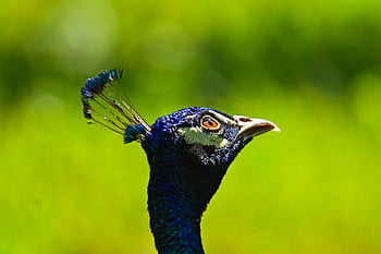 pride, pattern, animal, blue, closeup, head, peacock, male, beak, neck, wildlife