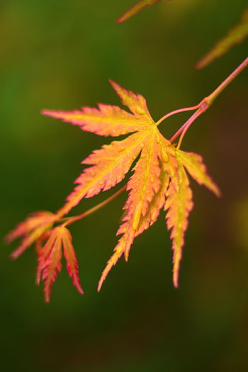maple Leaf, colour, leaf, fall, maple, nature, leaves, autumn Leaves, coloured, autumn Color, spring