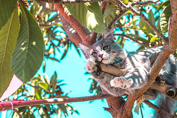 gray cat, tree branch, cute cat, gray and white cat, lounging cat, clear blue sky, outdoor cat, tree climbing cat, nature photography, pet photography, animal in tree