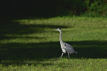 grey Heron, heron, water Bird, meadow, looking For Food, park, nature