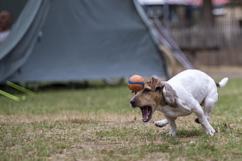 Hund, Jack Russell, Tier, Rennen, Ball, abspielen, Haustier, geschehen