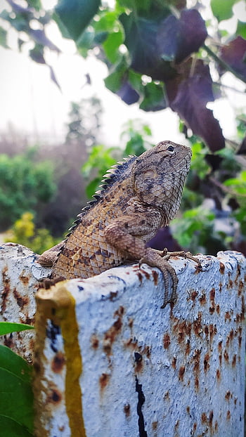 ještěrka, plaz, Příroda, váhy, stvoření, drak, zvíře, fauna, zahrada, zahradní ještěrka, žlutí plazi