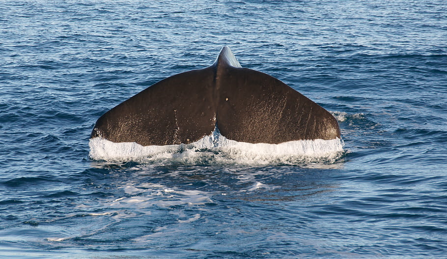 Sperm Whale, Whale fluke, Whale tails, Ocean mammals, New Zealand, Kaikoura, Whale watch, Adult whale, Newborn whale, Marine life