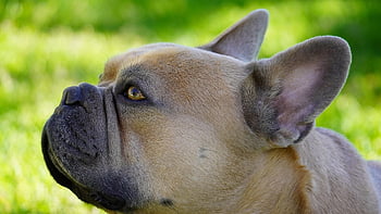 chien, Bulldog français, fond vert, pelouse, Prairie, mensonge, mignonne, portrait, animal, oreilles, les yeux