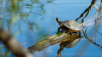 yellow Cheek Turtle, lake, to Sunbathe, nature, reflection, tortoise, riverbank, branch
