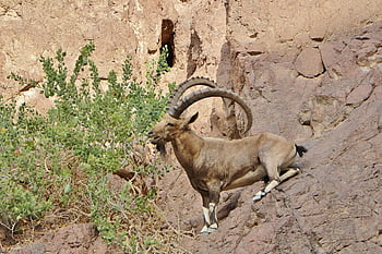goat, mountain Goat, nubian Ibex, wildlife, nature, animal, horn, rocks, climbing, brown Mountain