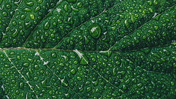 frunză verde, picături de apă, fotografie de aproape, macro shot, apa dulce, dupa ploaie, fotografie detaliată, fotografia naturii, frunze textura, verdeaţă, elemente naturale