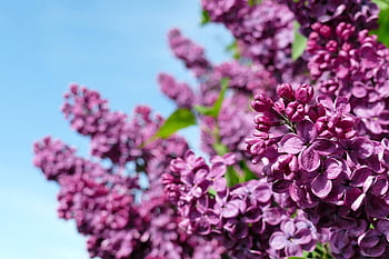 šeřík, nachový, lila bush, lila strom, květ, Příroda, keř, okrasný keř, fialový, Lilac Blossom, jaro