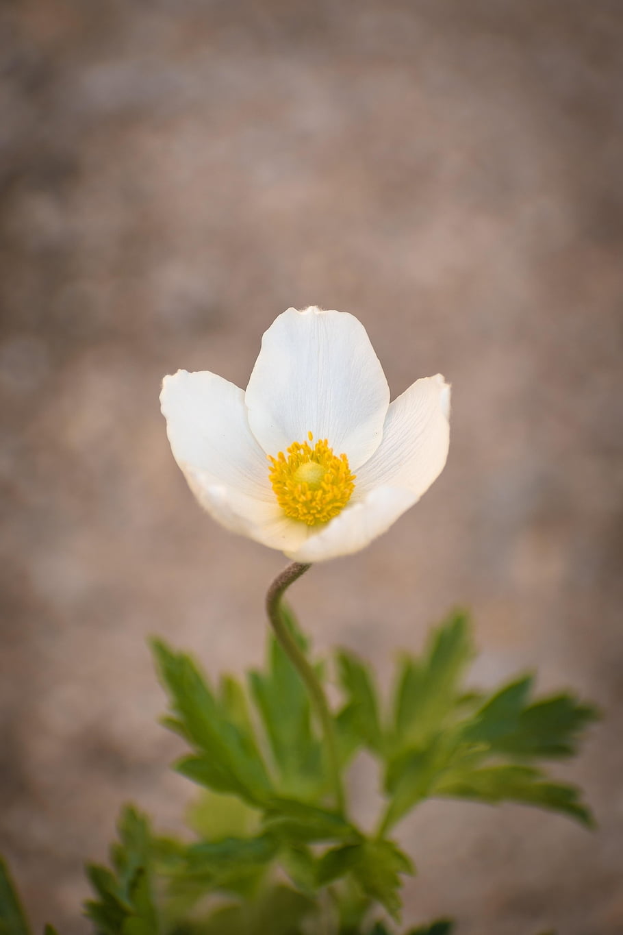 květ, sasanka, sasanka květ, anemone sylvestris, Anemonoides Sylvestris, Příroda, krása, kvetoucí, květinové tapety, krásné květiny, botanický