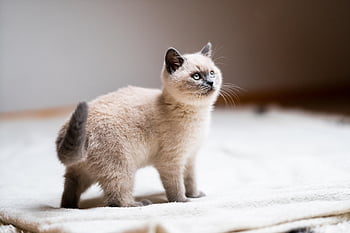 Katze, Kätzchen, Haustier, Tier, katzenartig, Natur, süß, Pelz