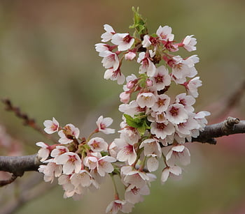cherry Blossoms, flowers, blossoming, blooming, white Flowers, sakura, flora, sakura Tree, spring, spring Season, petals
