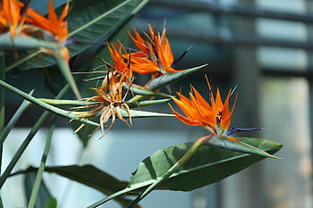 ráj, květ, rostlina, Příroda, Pozadí, zahrada, růst, strelitzia reginae