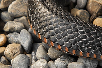 pseudechis porphyriacus, černý had, Černá, Červené, červené břicho, červený kuželový černý had, váhy, zvíře, plaz, Příroda, stvoření