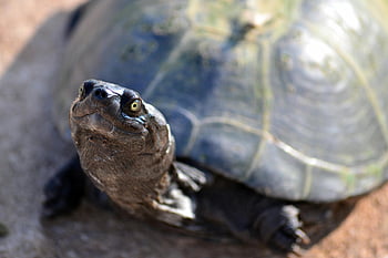 tartaruga, terreno marrone, avvicinamento, intricato motivo a conchiglia, Avviso espressione, all'aperto, dettagliato, guscio di tartaruga, fotografia naturalistica, natura, rettile