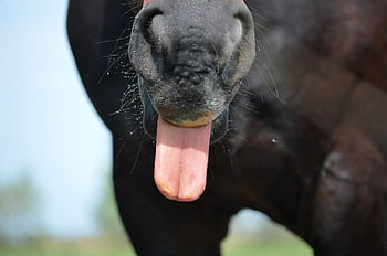 horse, tongue, fun, rough Trails, animal, nature, funny, cute, brown, humor, horse Head