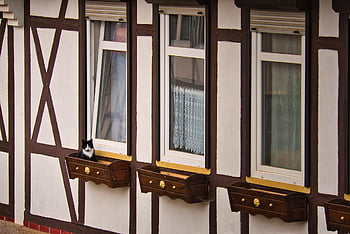 kočka, domácí zvíře, hrázděný dům, fasáda, Okna, květin box, zvíře, Příroda, domácí kočka, číhat, vazník