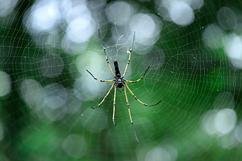 spider, arachnid, spider Web, cobweb, web, orb, weaver, insect, bug, arachnophobia, nature