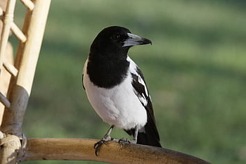 bonte slager, vogel, aviaire, avifauna, natuur, klapekster, Australië
