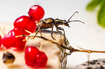 黒い斑点のあるカミキリムシ、 甲虫、 昆虫、 害虫、 無脊椎動物、 節足動物、 野生動物、 自然、 動物、 ラジウムモルダックス、 動物相