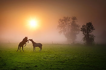 horses, playing, fog, ranch, equines, paddock, mare, countryside, rural, farm, fields