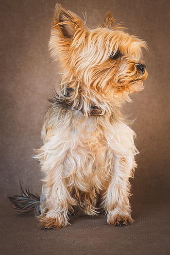 yorkshire Terrier, dog, pet, yorkie, animal, domestic Dog, nature, cute, domestic Animal, canine, small Dog