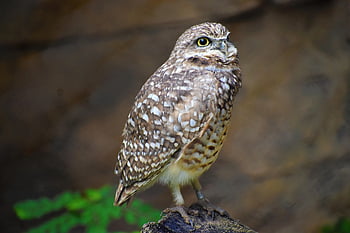 gufo, bellissimo uccello, animale, uccello rapace, Rapace 2021, natura, cacciatore, predatore, piume, Zoo di Houston Hermann Park, mondo animale