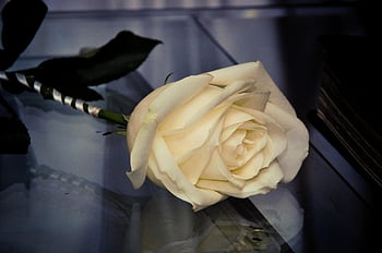 casamento, κοστούμι, Advogado, aguilar, Direito