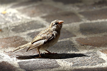 sparrow, bird, nature, songbird, naughty, little Bird, animal, young Bird, sperling, young Sparrow, pavement