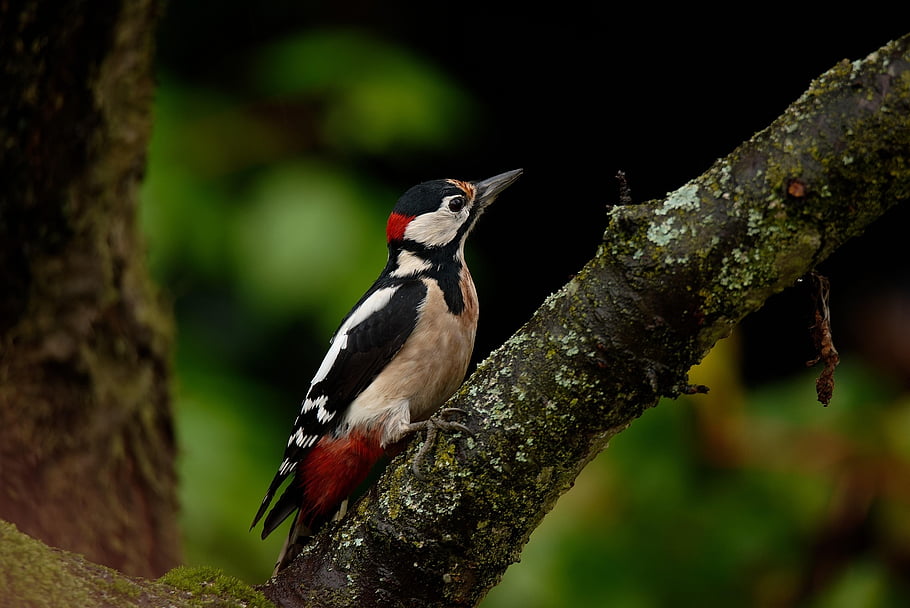 spotted Woodpecker, bird, animal, nature, forest, tree, woodpecker