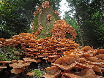houba, Akumulace hub, podzim, kmen stromu, armillaria mellea, agaric, lesní houby