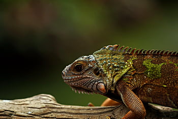 iguana, jaszczurka, gad, Natura, zwierzę, dzikiej przyrody, egzotyczny, fauna, pustynia, kreatura