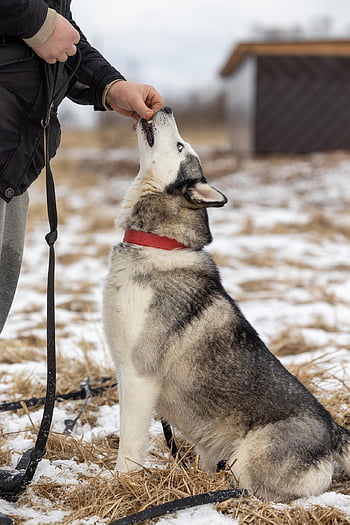 hund, hes, sällskapsdjur, adoption, natur, rädda, djur-, hjälplös
