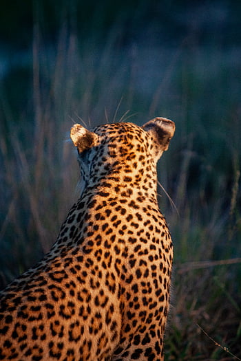 leopardo, natura, animale, Africa, modello, pelliccia, natura selvaggia, habitat, gatto, seduta, orecchie