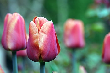 tulips, spring, flower, flower Background, flower Wallpaper, garden, nature, blossoms, spring Flower, close Up, tulip Field