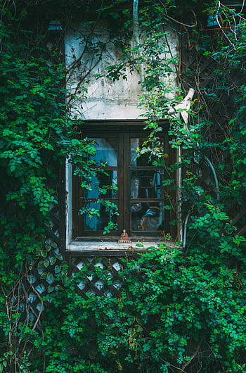 ivy around windows, quaint window, lush ivy, old rustic wall, serene green scene, window with ivy, rustic window, greenery around window, old wall with window, ivy-covered window, peaceful window scene