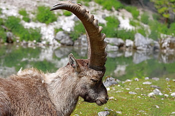 capra ibex, rohy, Kozoroh, alpský kozorožec, mužský, vysokohorský, savec, divoký, capra, hory, Příroda