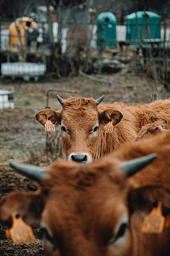 brown cow, ear tags, rural pasture, close-up, farm animals, livestock, cattle, farm scene, animal photography, agriculture, horned cow